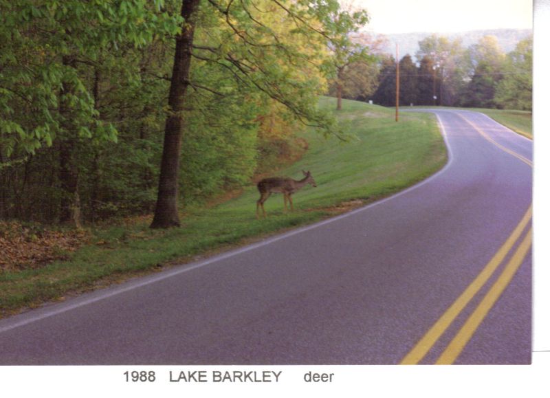 1988-lake-barkley-deer